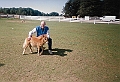 Ray Suring mini horses3